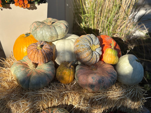 Porch/Patio Decoration Kit